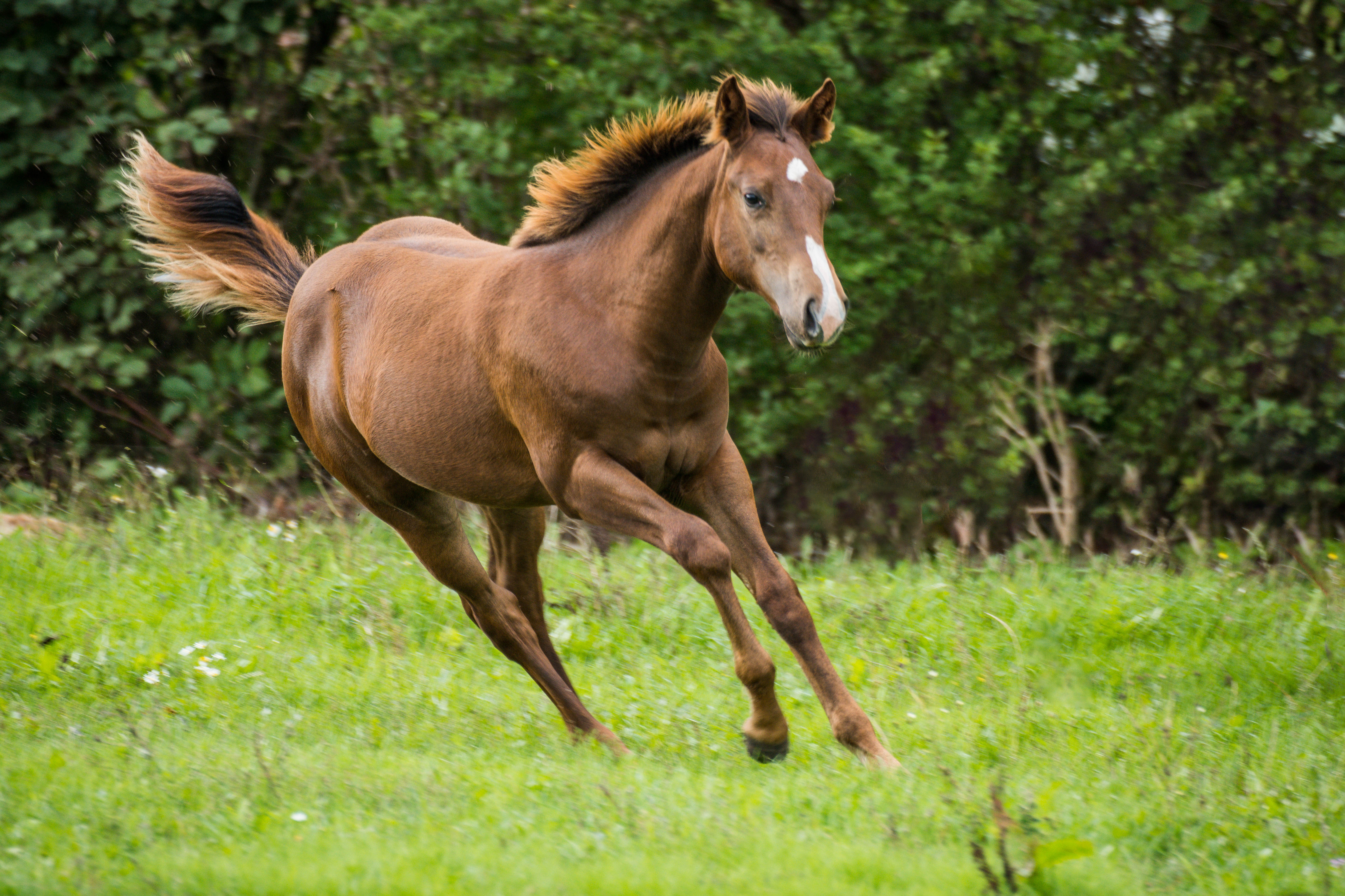 gode råd til fotografering af dyr